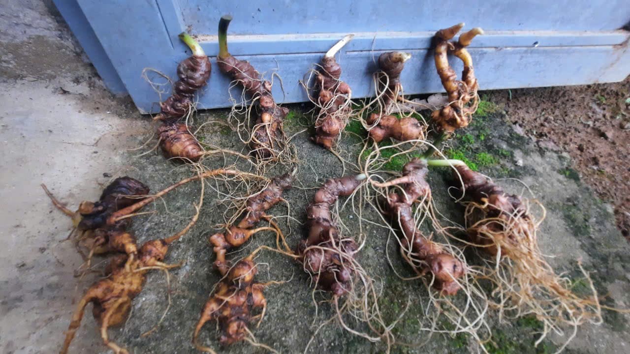 Củ Sâm Ngọc Linh