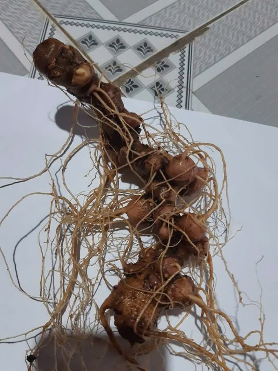 Củ Sâm Ngọc Linh