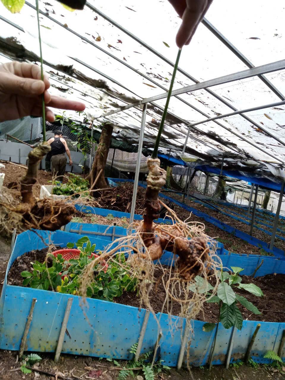 Củ Sâm Ngọc Linh