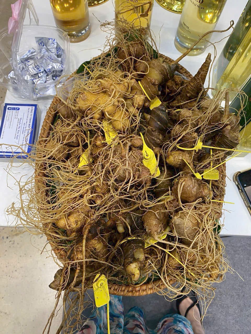 Củ Sâm Ngọc Linh