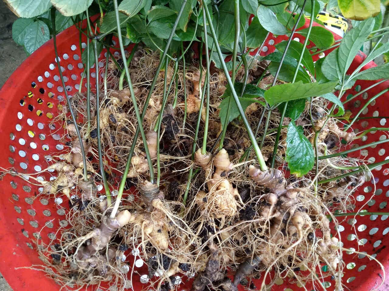 Củ Sâm Ngọc Linh