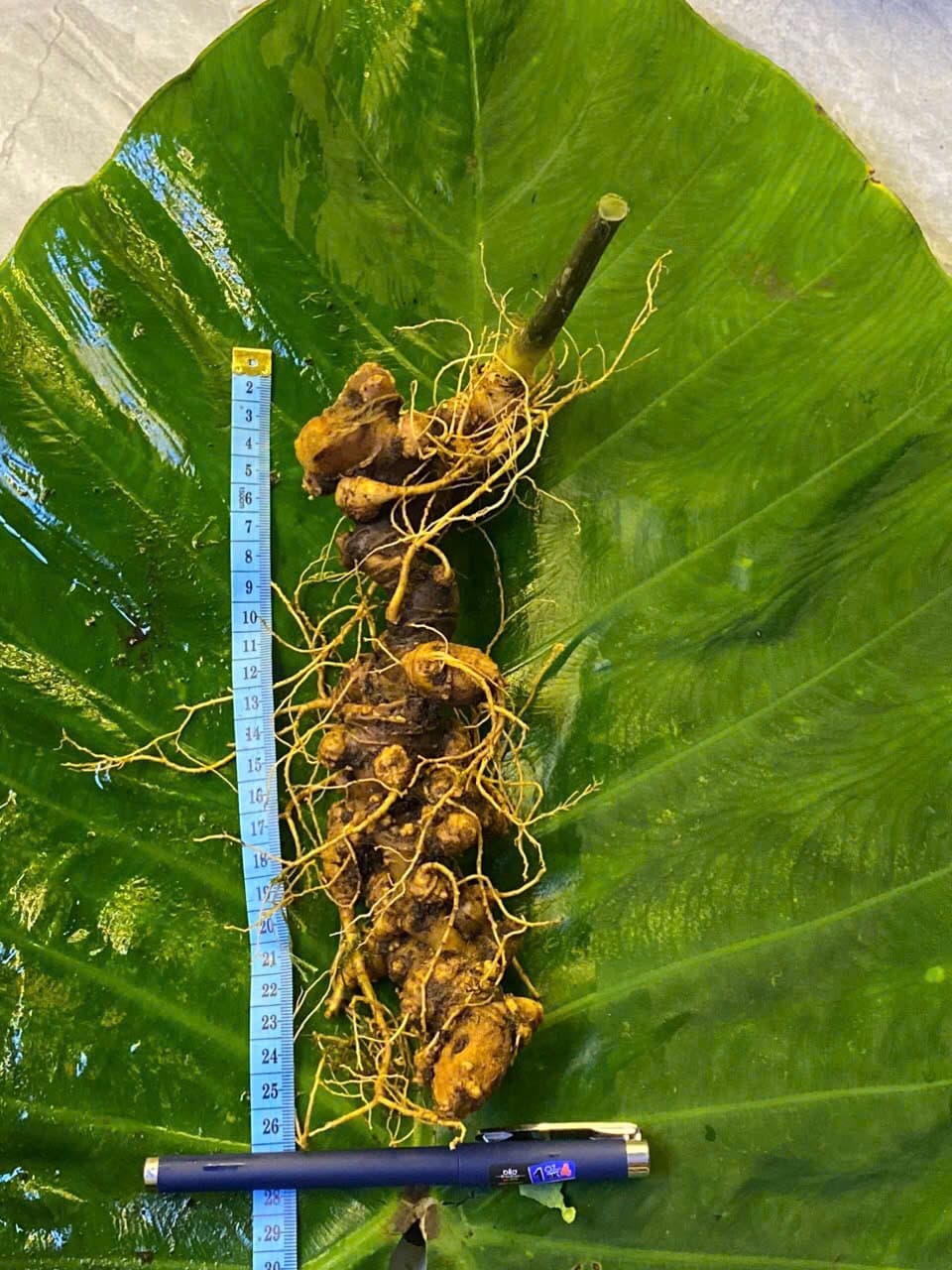 Củ Sâm Ngọc Linh