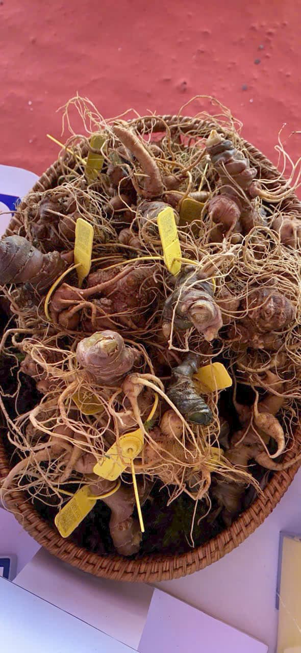 Củ Sâm Ngọc Linh