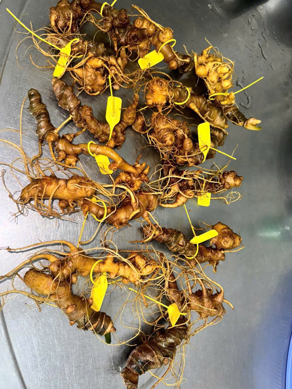 Củ Sâm Ngọc Linh