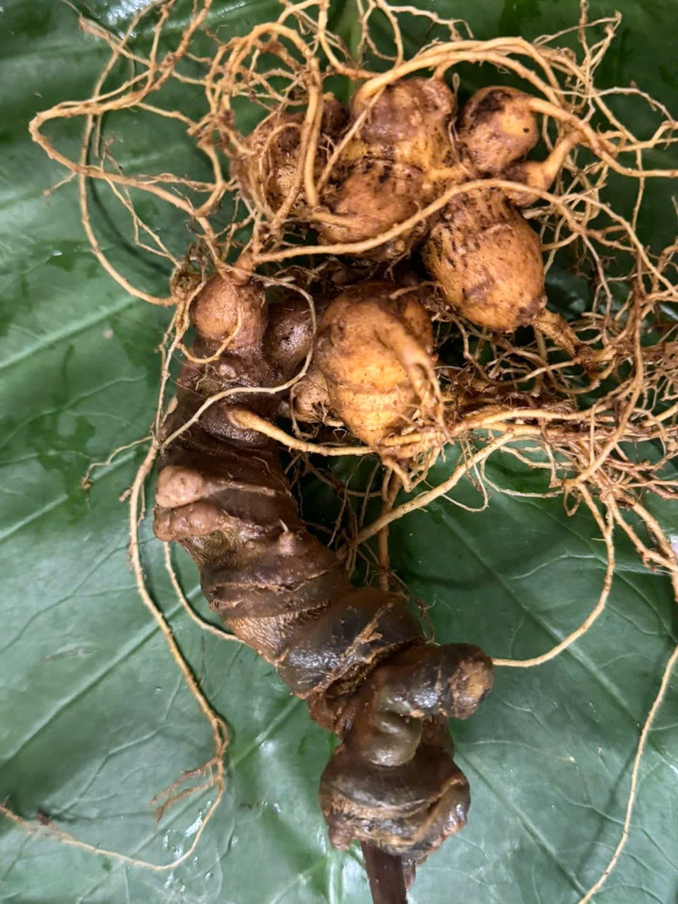 Củ Sâm Ngọc Linh