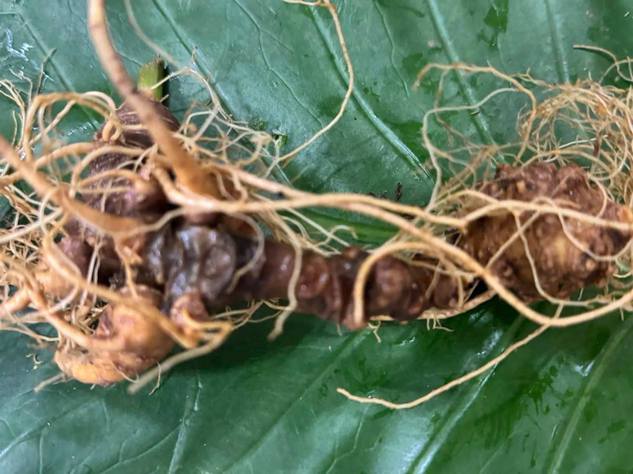 Củ Sâm Ngọc Linh