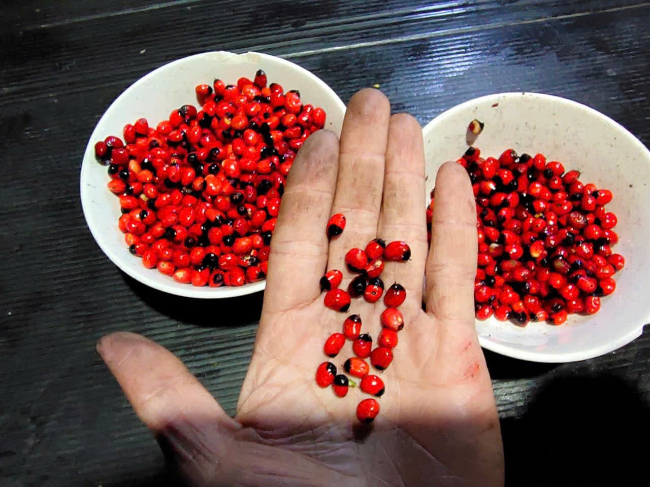 Hạt Sâm Ngọc Linh