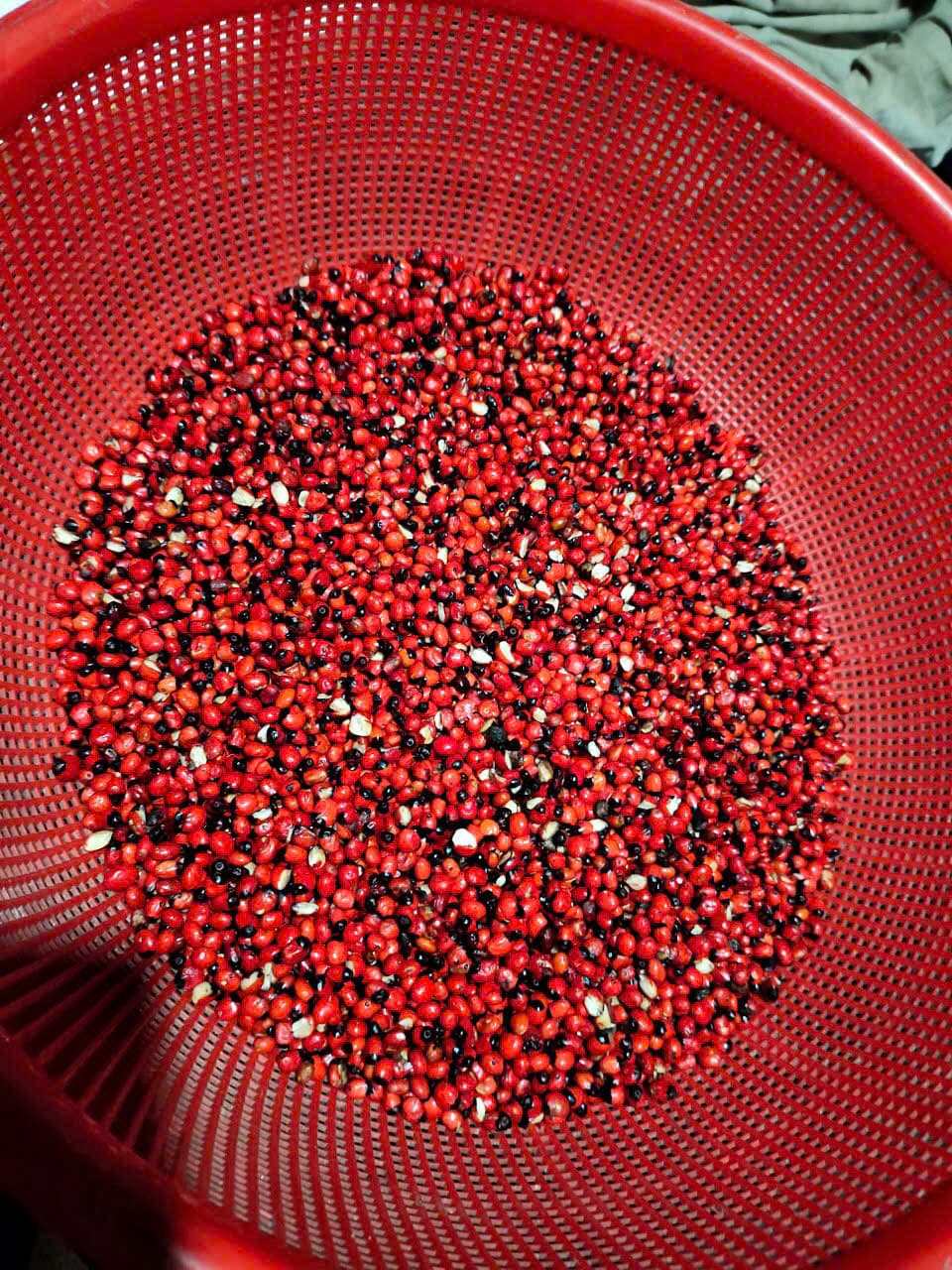 Hạt Sâm Ngọc Linh