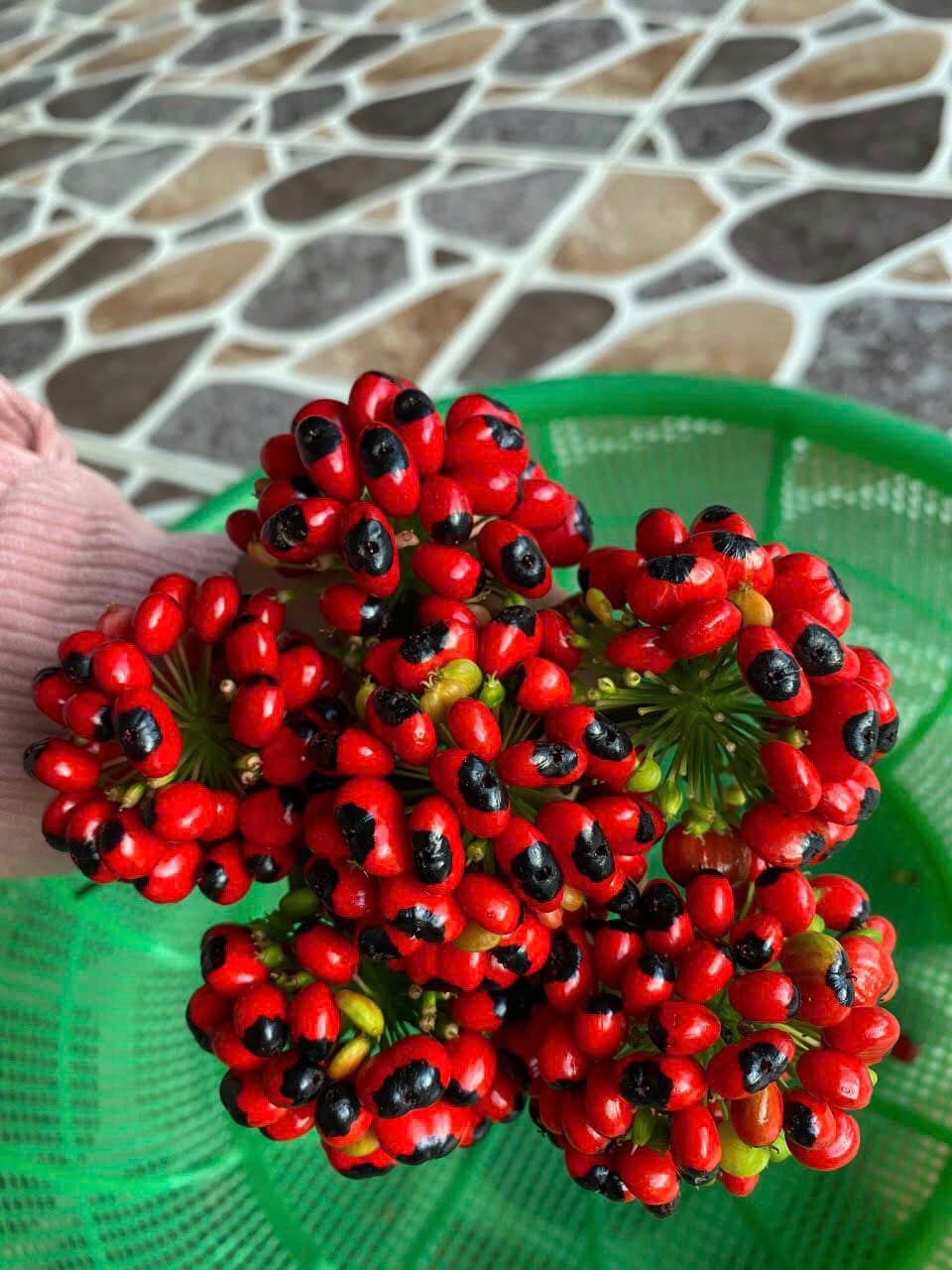 Hạt Sâm Ngọc Linh