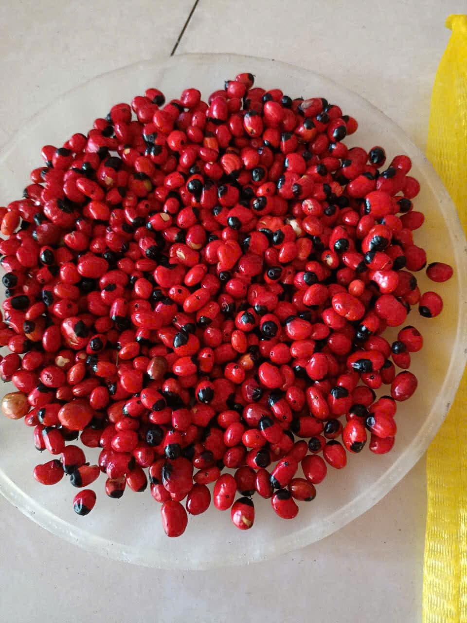 Hạt Sâm Ngọc Linh