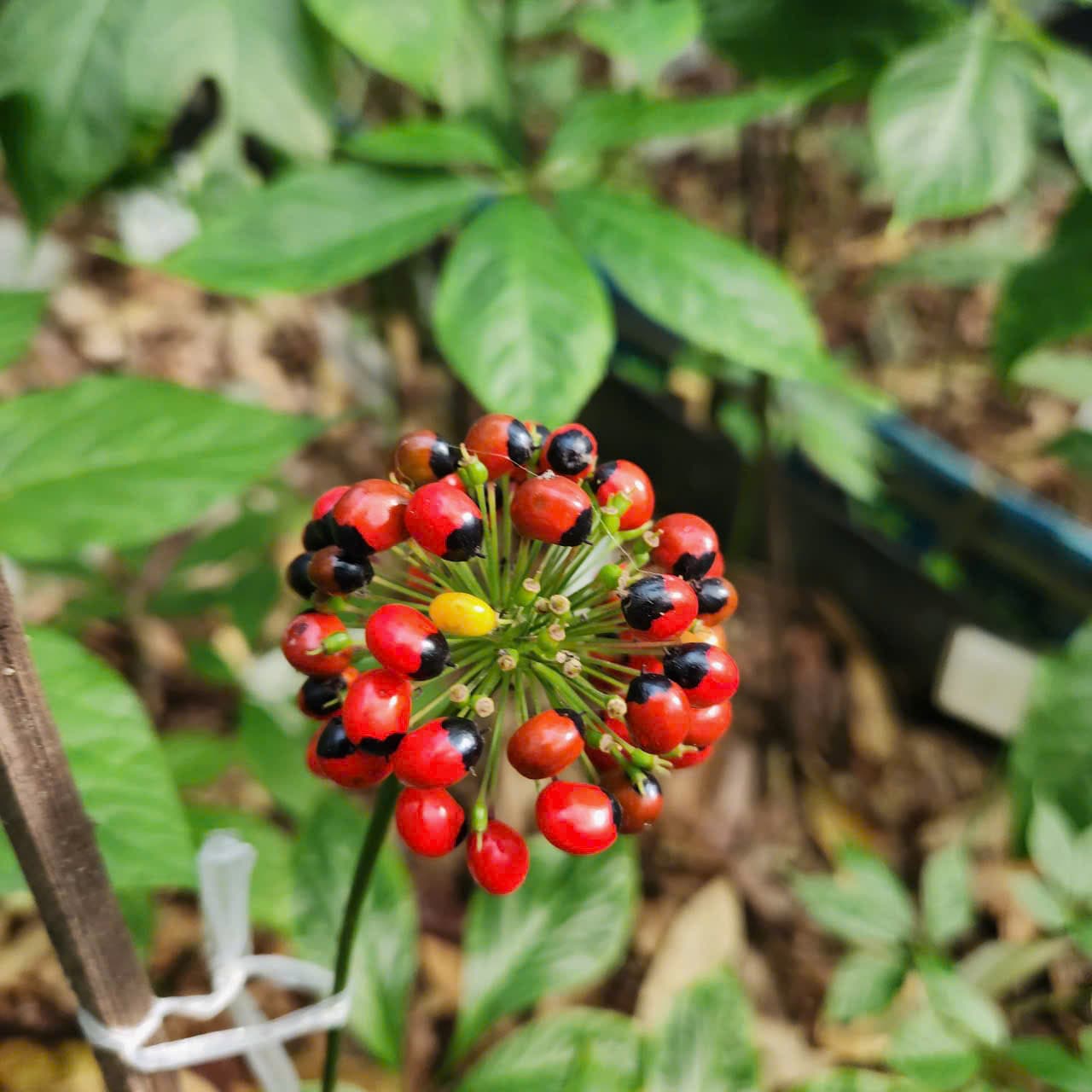 Hoa Sâm Ngọc Linh