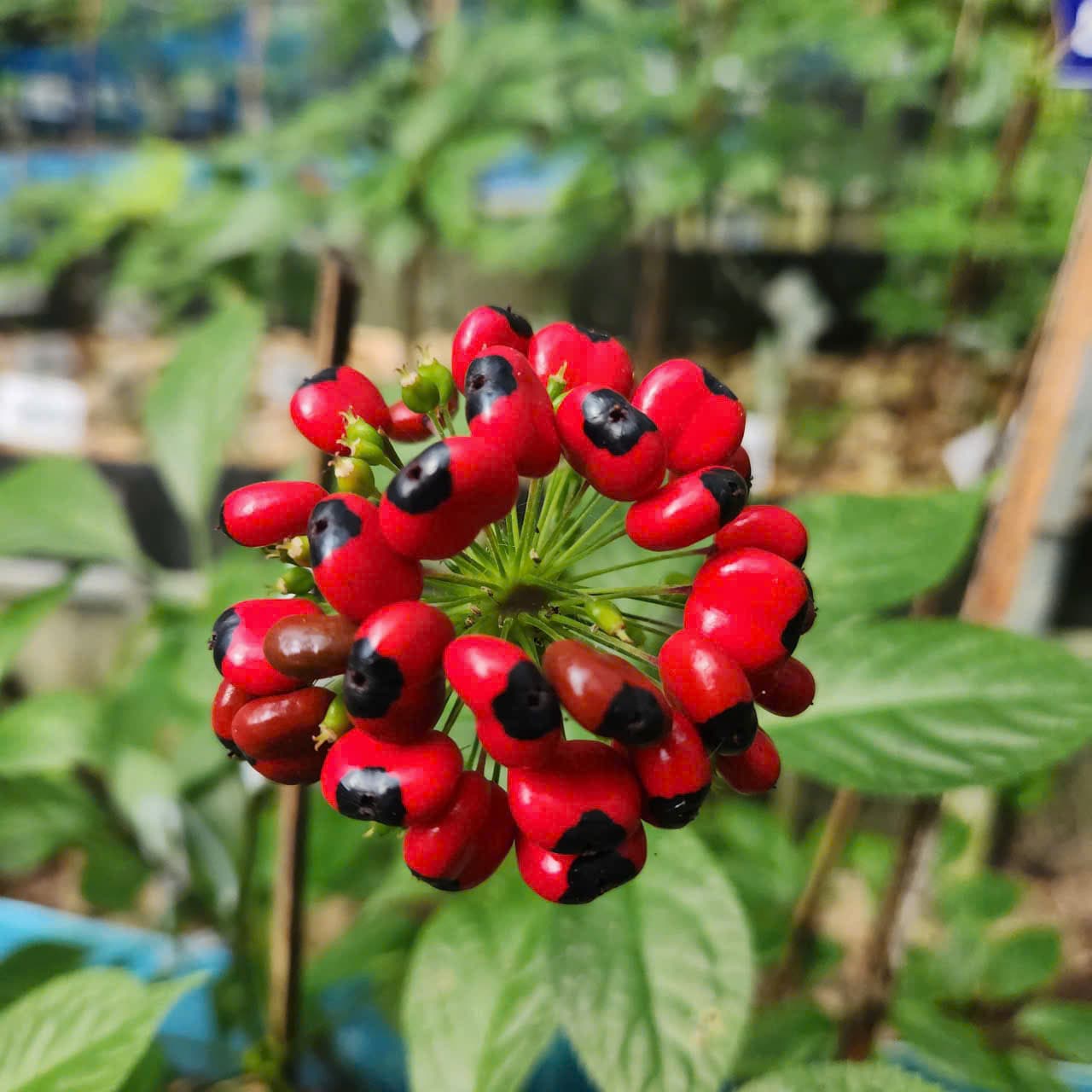 Hoa Sâm Ngọc Linh