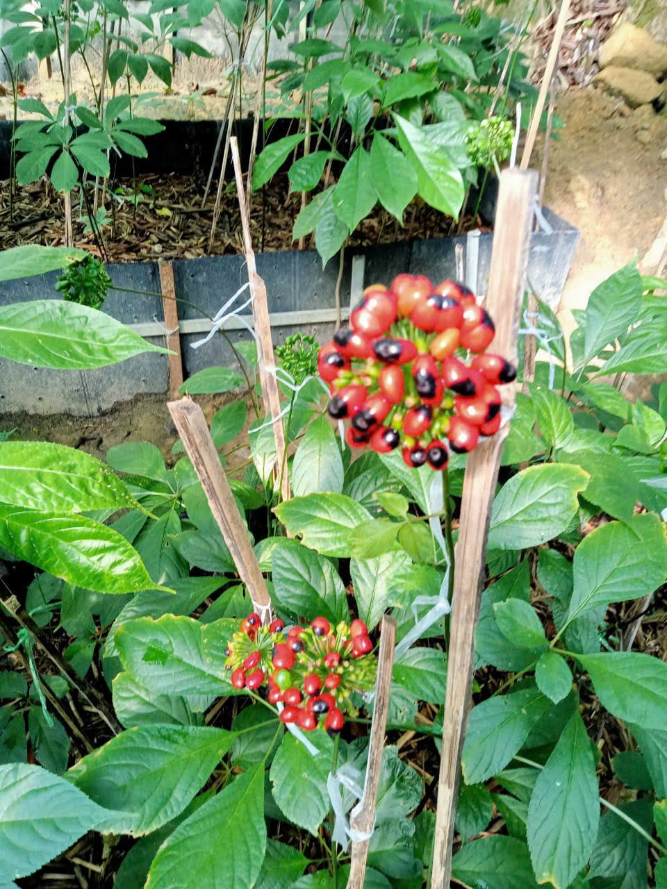 Hoa Sâm Ngọc Linh