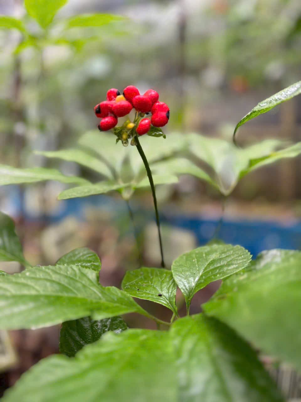 Hoa Sâm Ngọc Linh