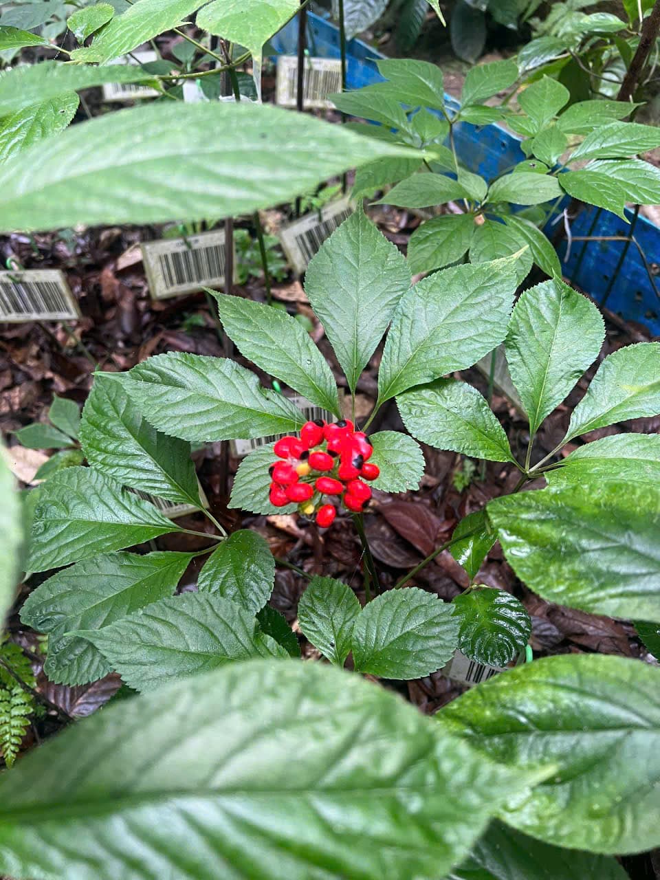 Hoa Sâm Ngọc Linh