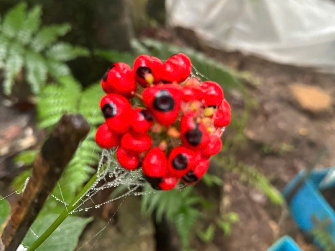 Hoa Sâm Ngọc Linh