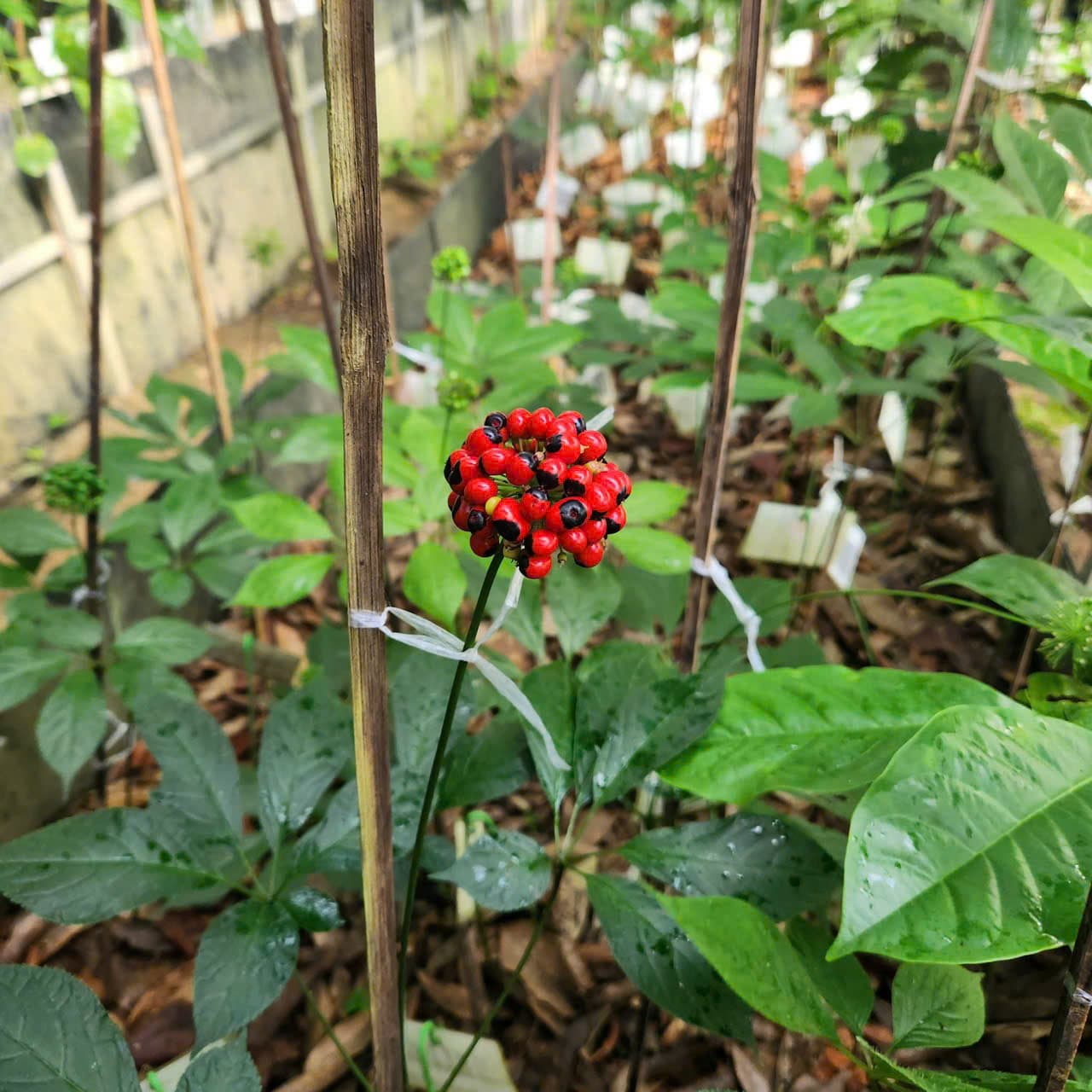 Hoa Sâm Ngọc Linh