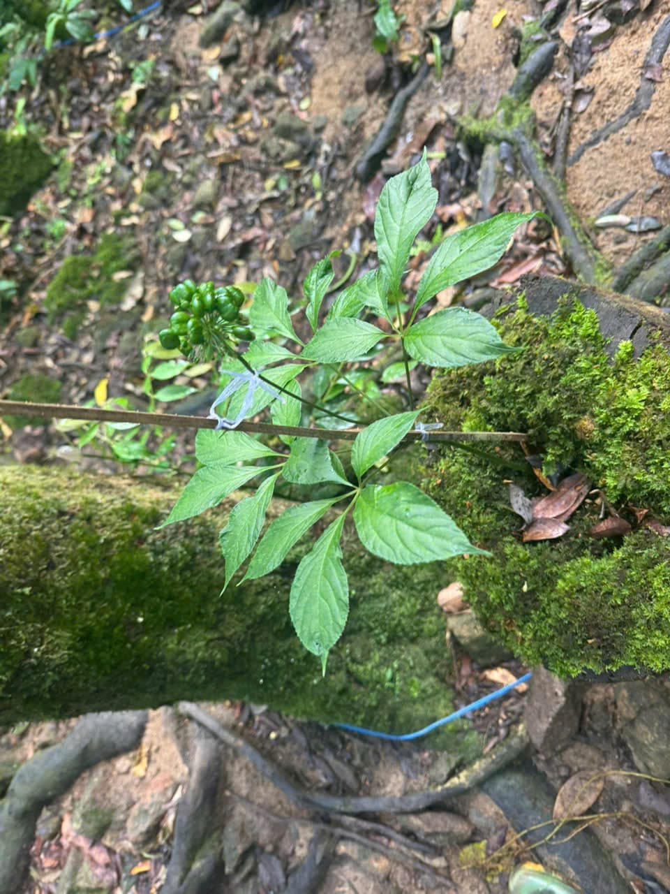 Lá Sâm Ngọc Linh