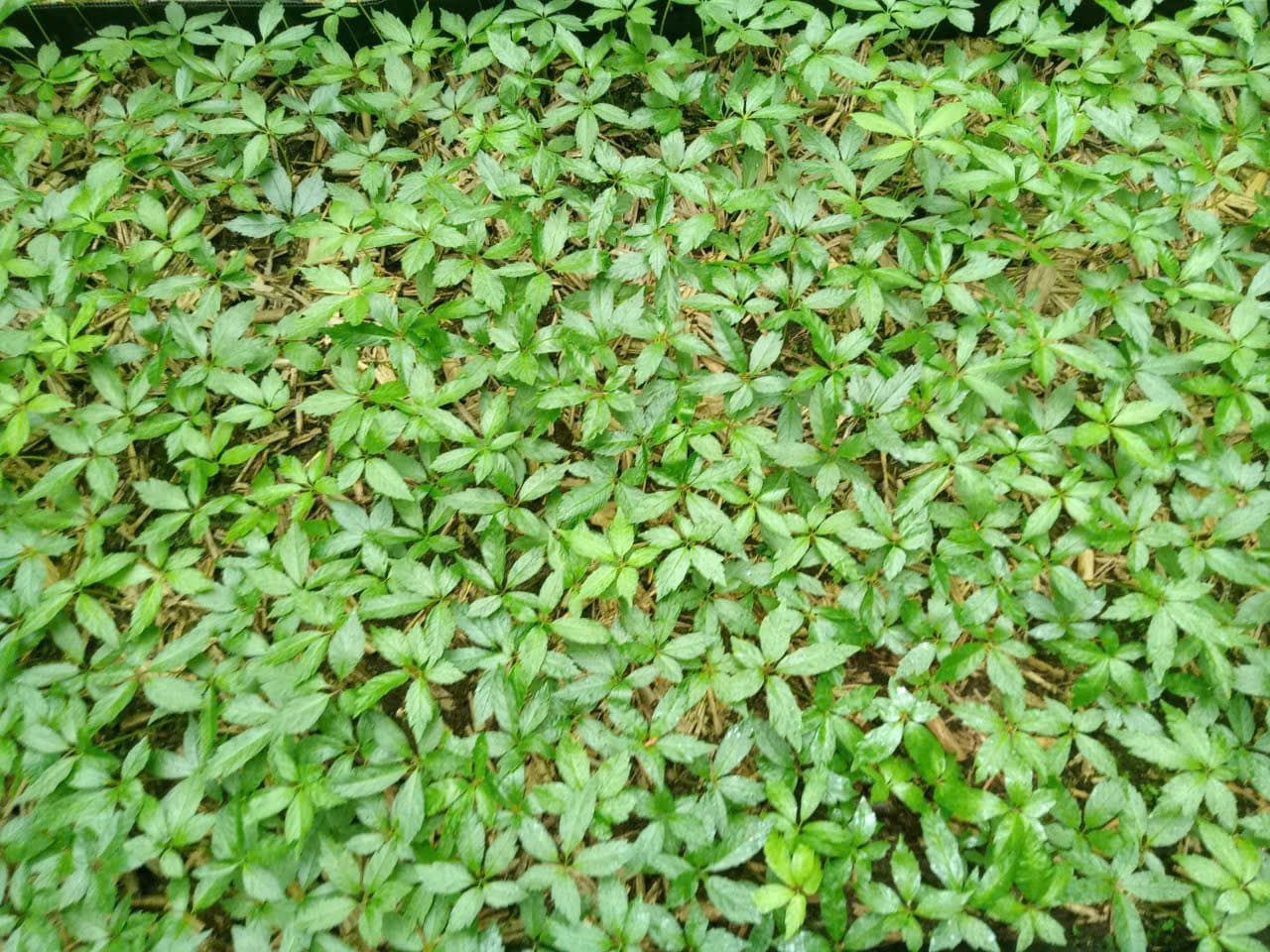 Lá Sâm Ngọc Linh