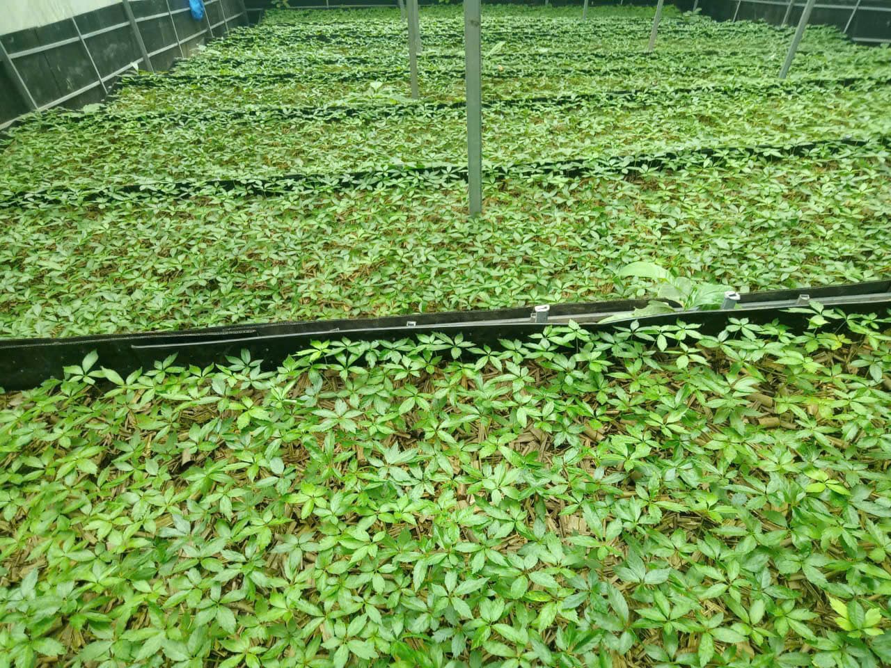 Lá Sâm Ngọc Linh