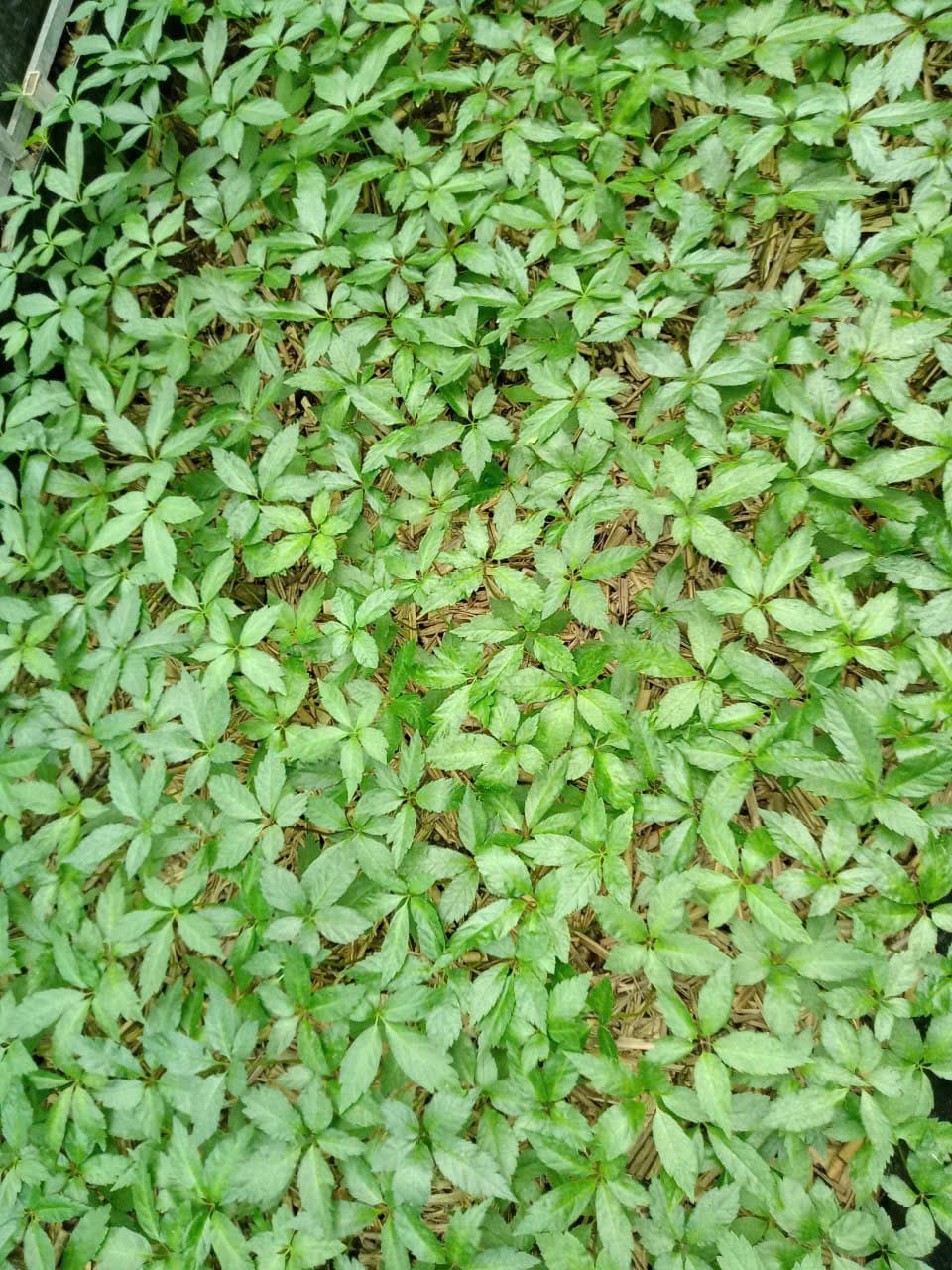 Lá Sâm Ngọc Linh