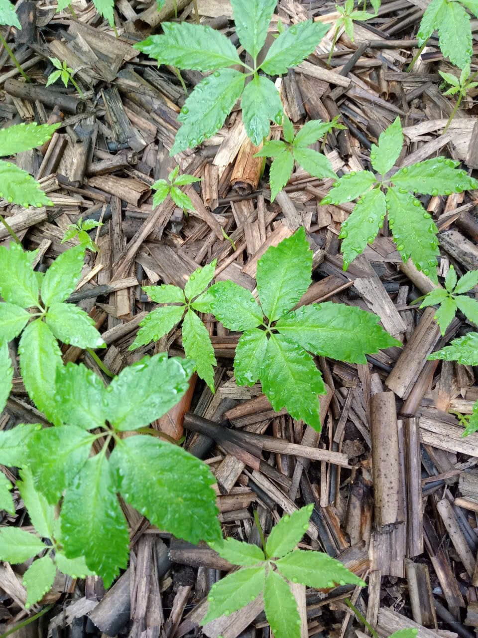 Lá Sâm Ngọc Linh