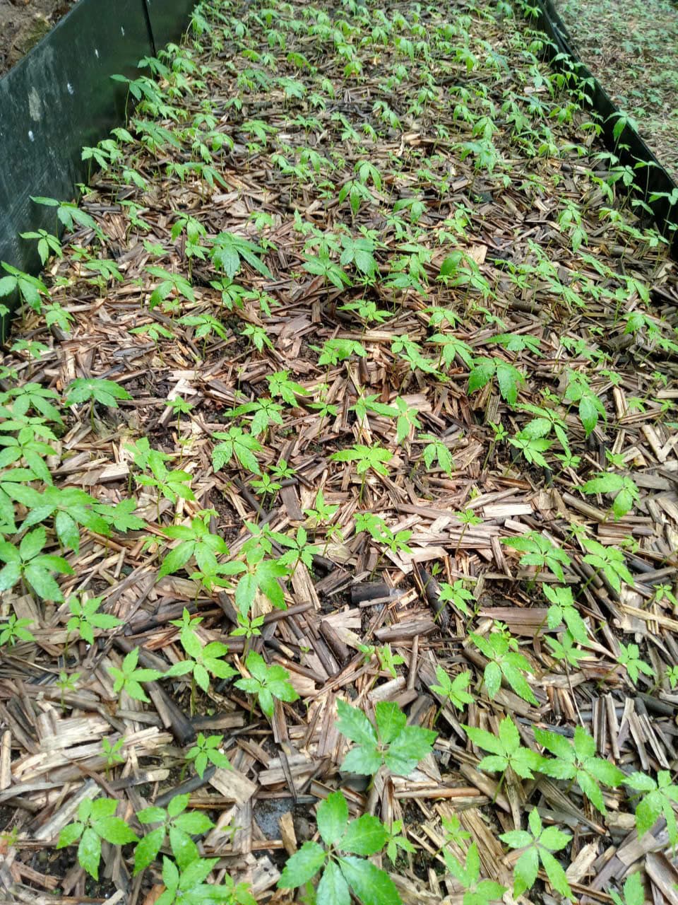 Lá Sâm Ngọc Linh