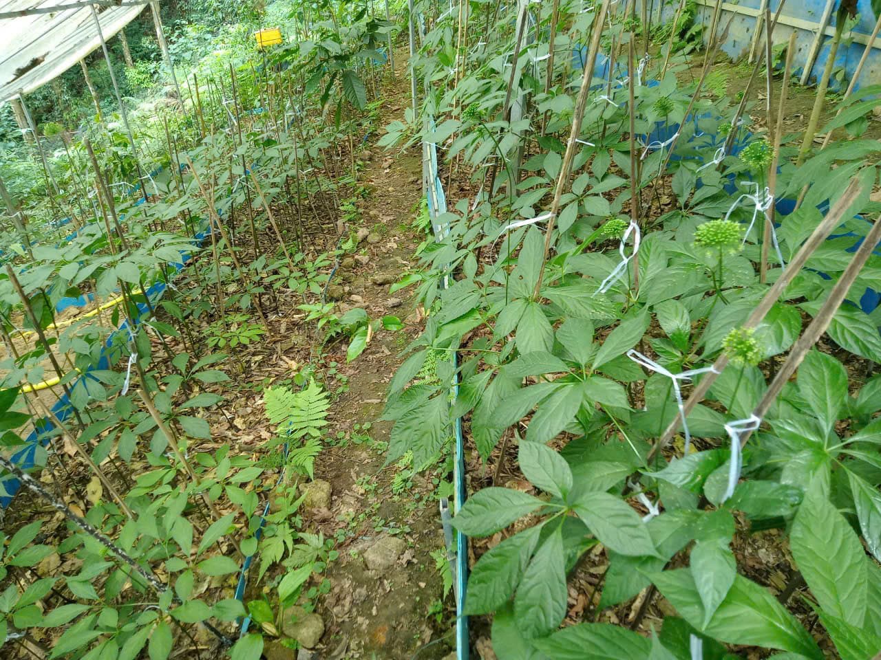 Lá Sâm Ngọc Linh