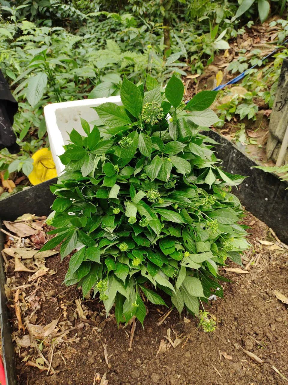 Lá Sâm Ngọc Linh